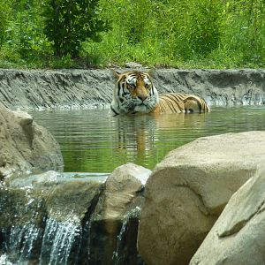 Tiger Trek - Bathing Tiger