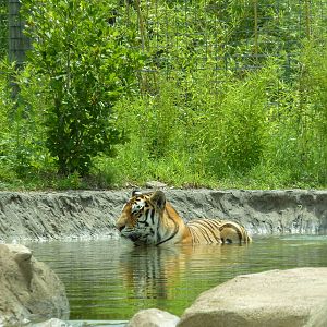 Tiger Trek - Bathing Tiger