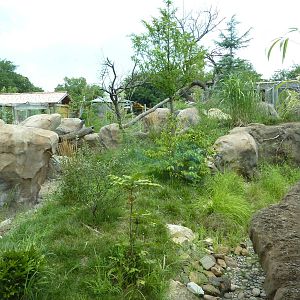 Tiger Trek - Red Panda Exhibit