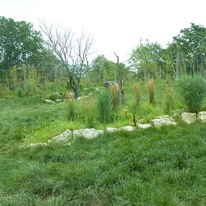 Tiger Trek - Tiger Exhibit