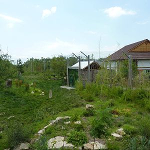 Tiger Trek - Tiger Exhibit