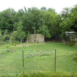 Tiger Trek - Burmese Brow-Antlered Deer Exhibit