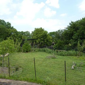 Tiger Trek - Burmese Brow-Antlered Deer Exhibit