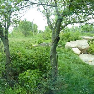 Tiger Trek - Tiger Exhibit