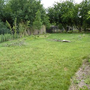 Tiger Trek - Burmese Brow-Antlered Deer Exhibit