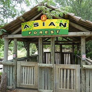 Asian Forest - Signage