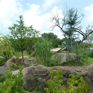 Tiger Trek - Red Panda Exhibit