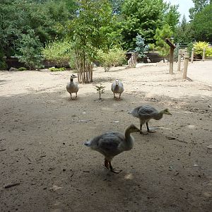 Asia - Walk-Through Bird Zone