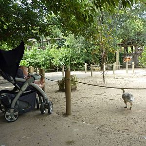Asia - Walk-Through Bird Zone