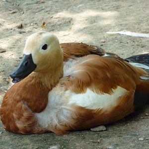 Asia - Walk-Through Bird Zone