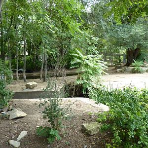 Asia - Malayan Tapir Exhibit