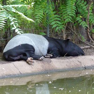 Asia - Malayan Tapir