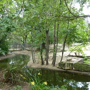Asia - Malayan Tapir Exhibit