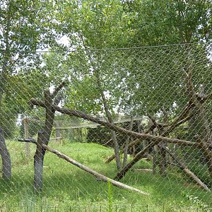 North America - Cougar Exhibit