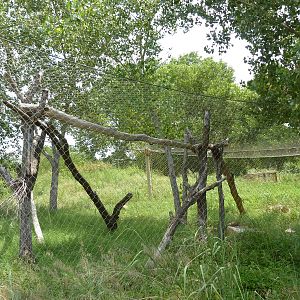 North America - Cougar Exhibit