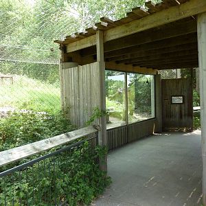 North America - Cougar Exhibit