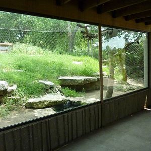 North America - Cougar Exhibit