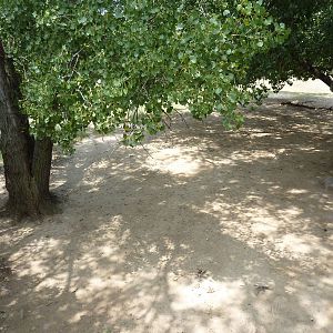 North America - Pronghorn Antelope/Sandhill Crane Exhibit