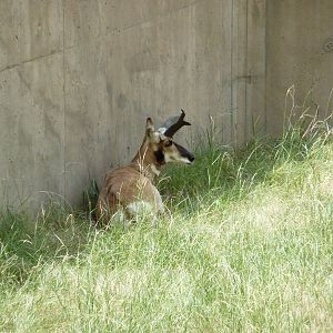 North America - Pronghorn Antelope