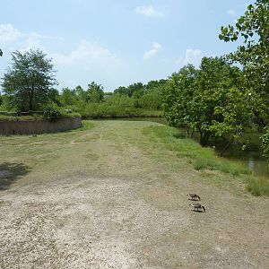 North America - Pronghorn Antelope/Sandhill Crane Exhibit