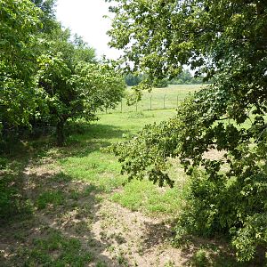 North America - Multi-Acre Mexican Gray Wolf Exhibit