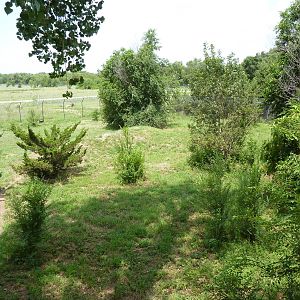 North America - Multi-Acre Mexican Gray Wolf Exhibit