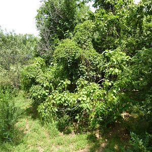 North America - Multi-Acre Mexican Gray Wolf Exhibit