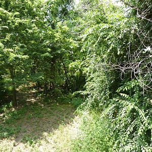 North America - Multi-Acre Mexican Gray Wolf Exhibit