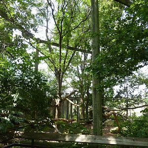 North America - Bald Eagle Aviary