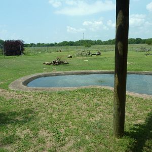 North America - Rocky Mountain Elk Enclosure