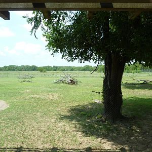 North America - Rocky Mountain Elk Enclosure