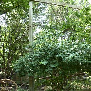 North America - Bald Eagle Aviary