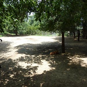 North America - White-Tailed Deer/Wild Turkey Enclosure