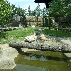 North America - American Black Bear Exhibit