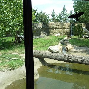 North America - American Black Bear Exhibit