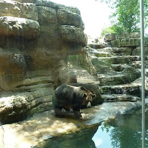 North America - Grizzly Bear Exhibit