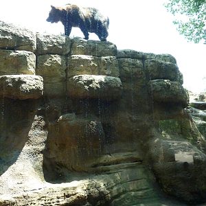 North America - Grizzly Bear Exhibit