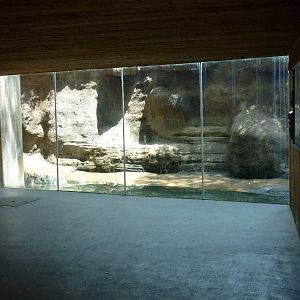 North America - Grizzly Bear Exhibit