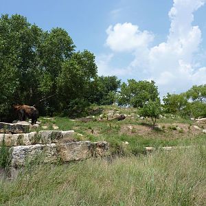 North America - Grizzly Bear Exhibit