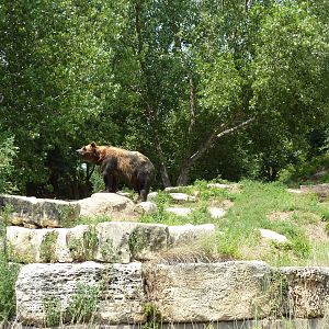North America - Grizzly Bear Exhibit