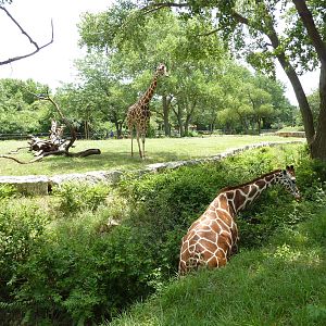 African Veldt - Giraffe In Ditch