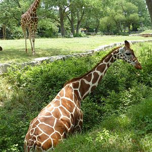 African Veldt - Giraffe In Ditch