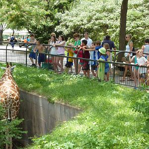 African Veldt - Giraffe In Ditch