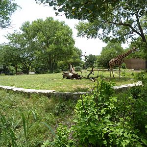 African Veldt - Giraffe Exhibit