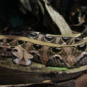 summer nighttime zoo, august 6, 2010