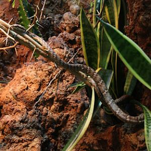 summer nighttime zoo, august 6, 2010