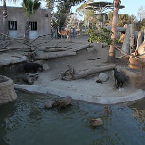 summer nighttime zoo, august 6, 2010