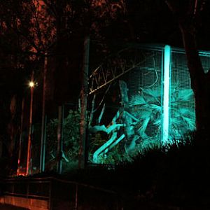 summer nighttime zoo, august 6, 2010