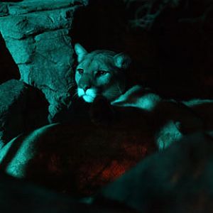 summer nighttime zoo, august 6, 2010