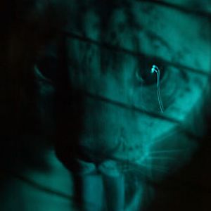 summer nighttime zoo, august 6, 2010